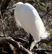 Aigrette garzette