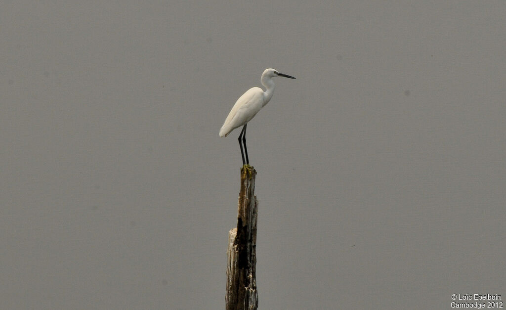 Little Egret