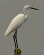 Aigrette garzette