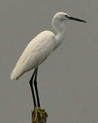 Little Egret