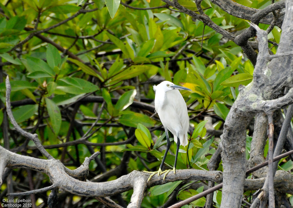 Aigrette garzette