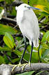 Aigrette garzette