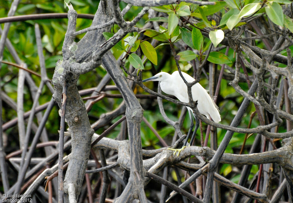 Aigrette garzette