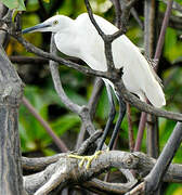 Little Egret