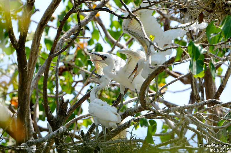 Little Egretjuvenile, Reproduction-nesting