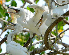 Little Egret