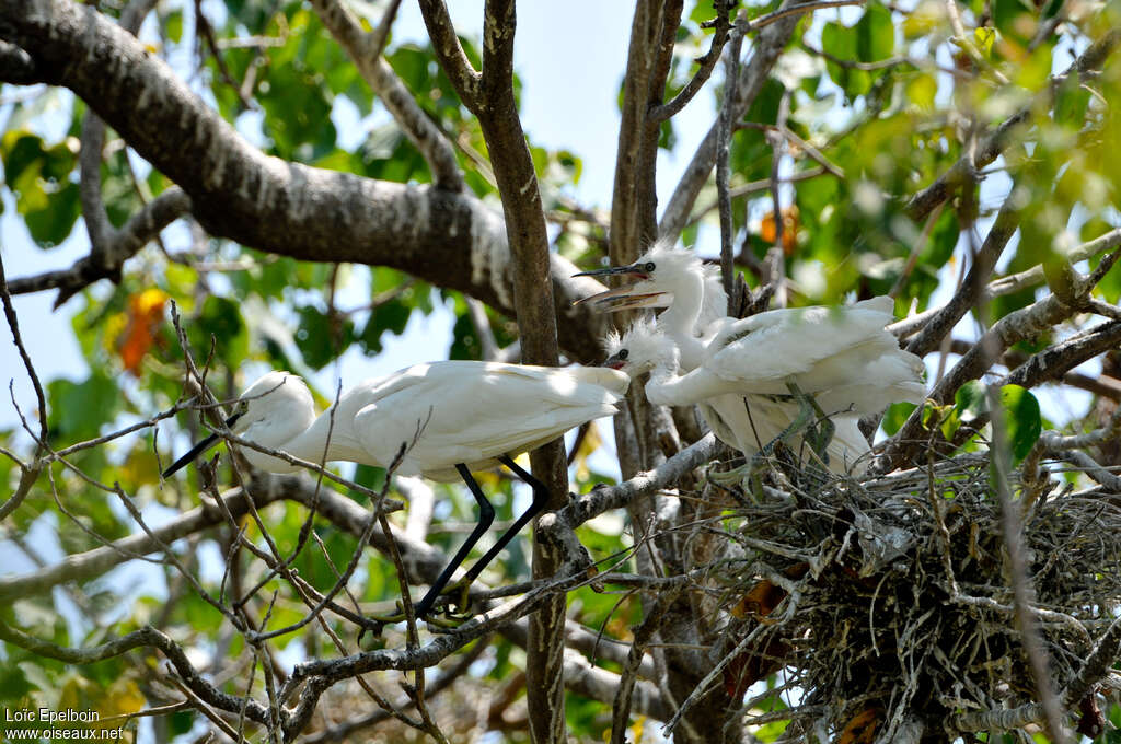 Aigrette garzettejuvénile