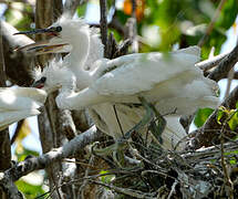 Little Egret