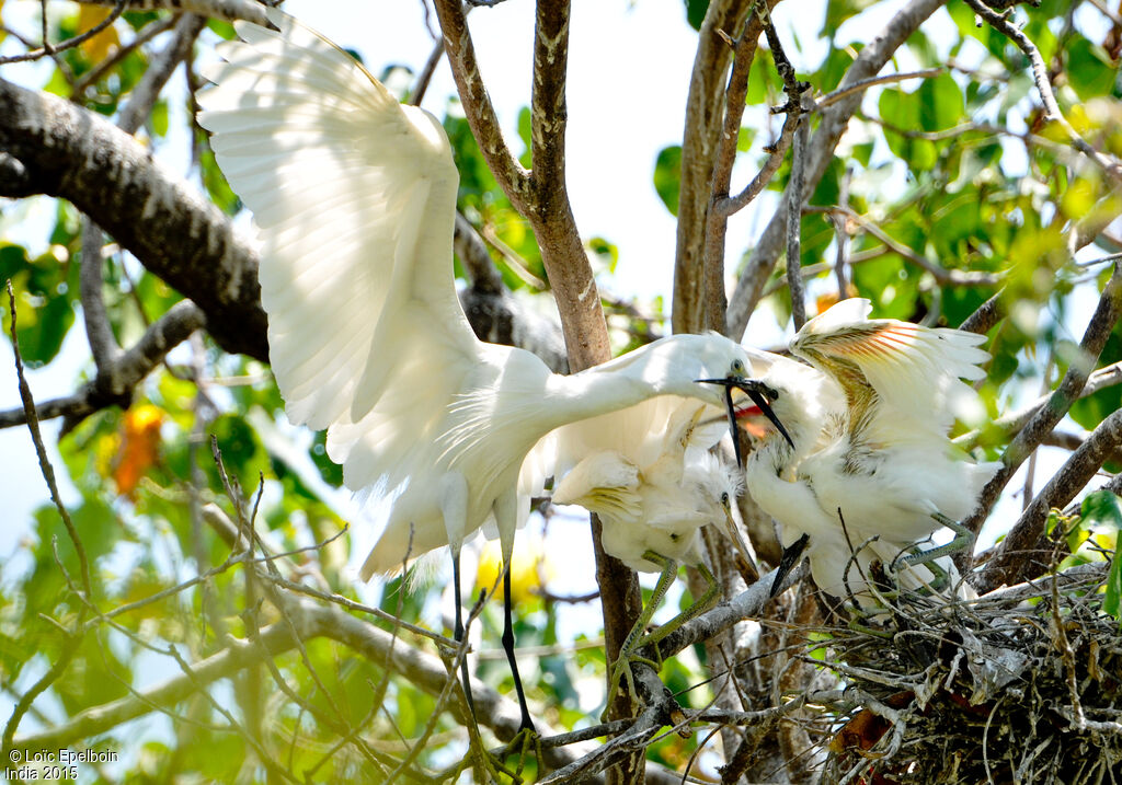 Aigrette garzette