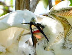 Little Egret