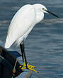 Aigrette garzette