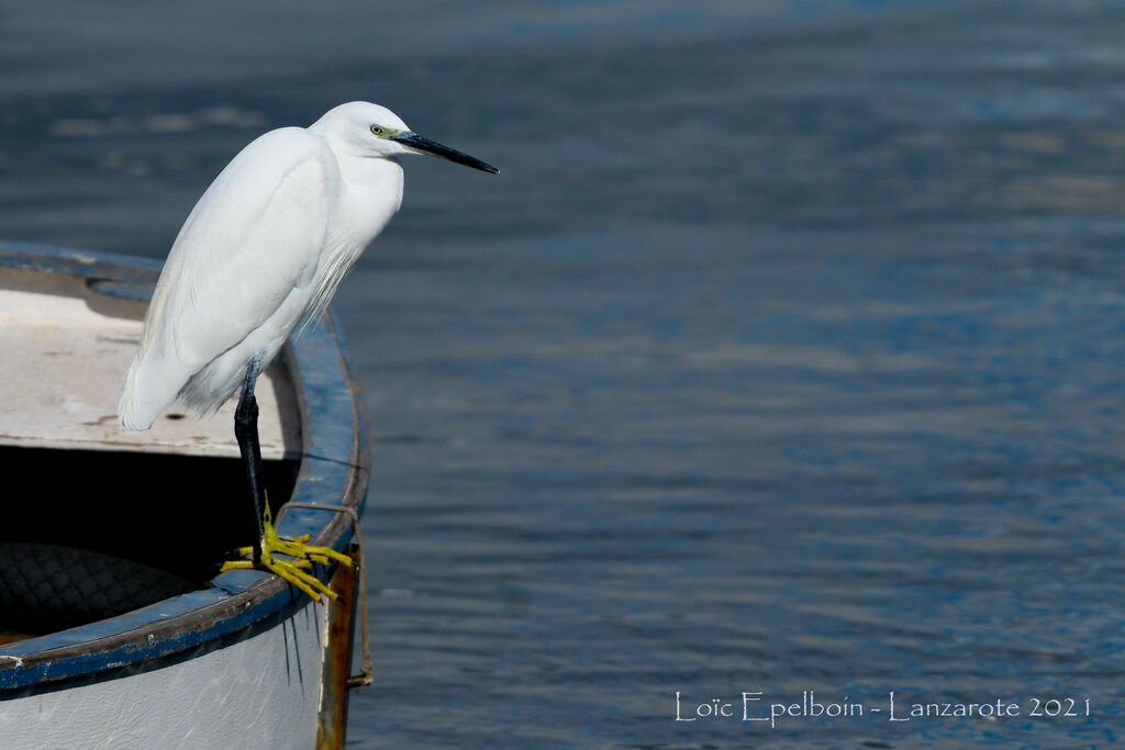 Aigrette garzette