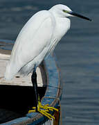 Aigrette garzette