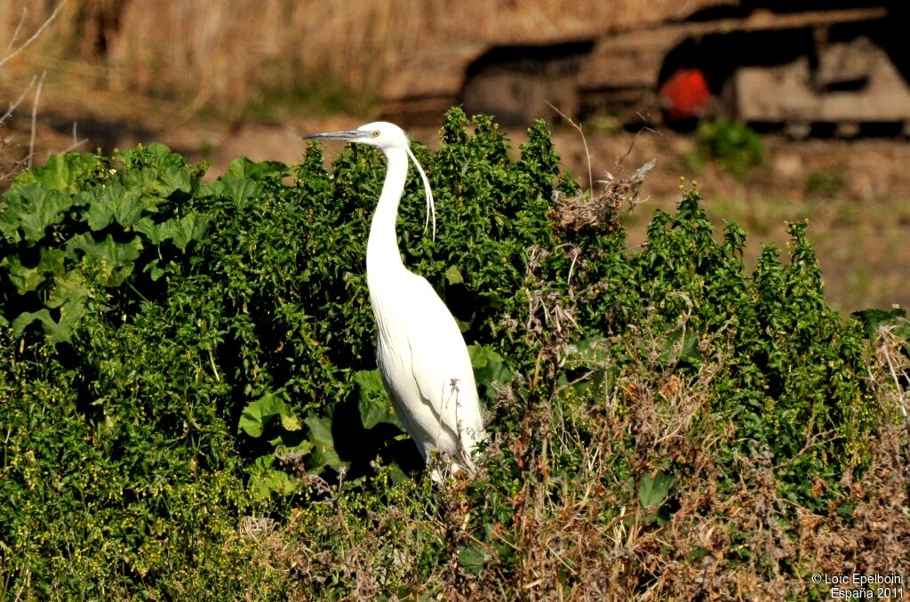 Aigrette garzette