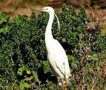 Aigrette garzette