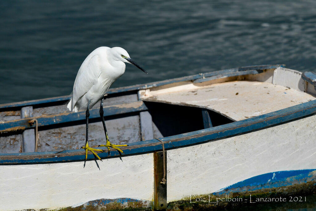 Aigrette garzette