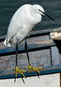 Aigrette garzette