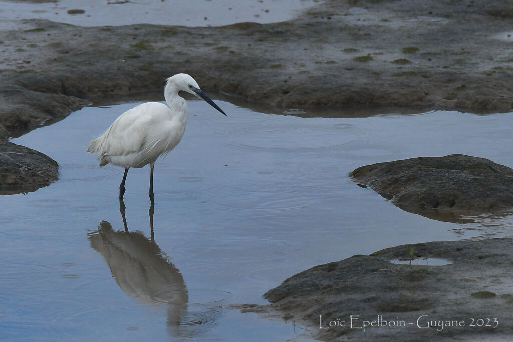 Aigrette garzette