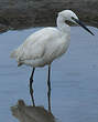 Aigrette garzette