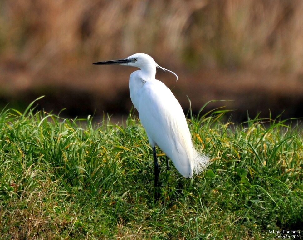 Little Egret