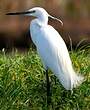 Aigrette garzette