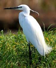 Aigrette garzette