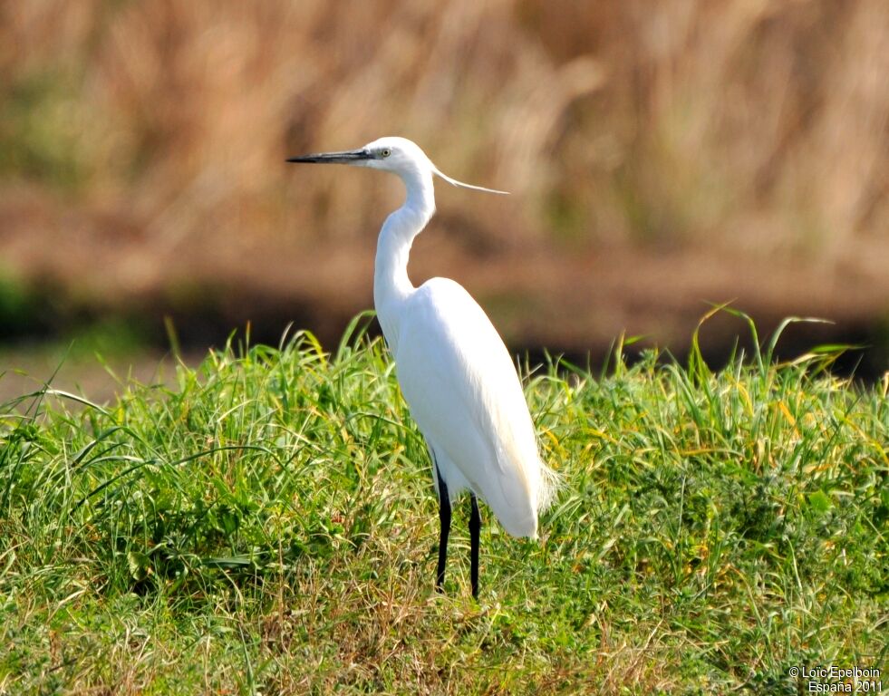 Aigrette garzette