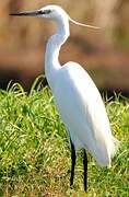 Little Egret