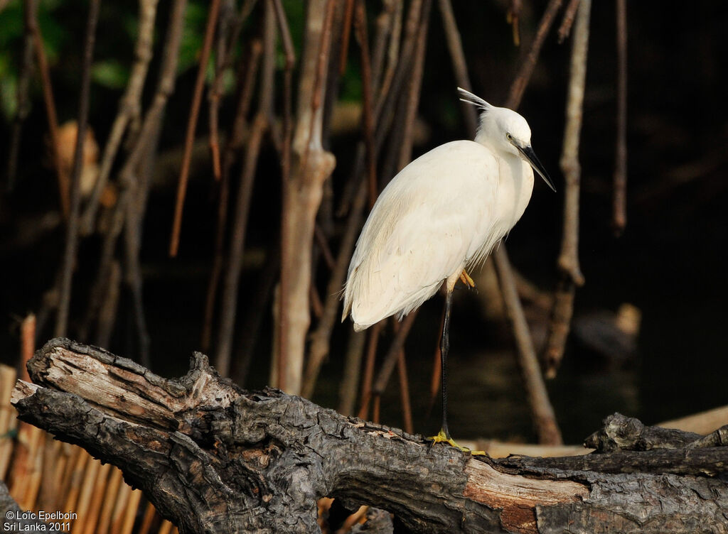 Little Egret