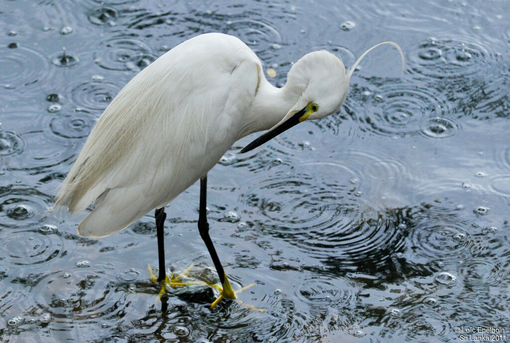 Little Egret