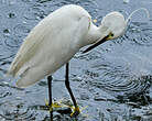 Aigrette garzette