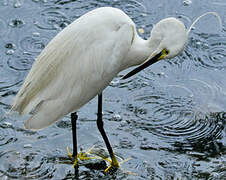 Aigrette garzette