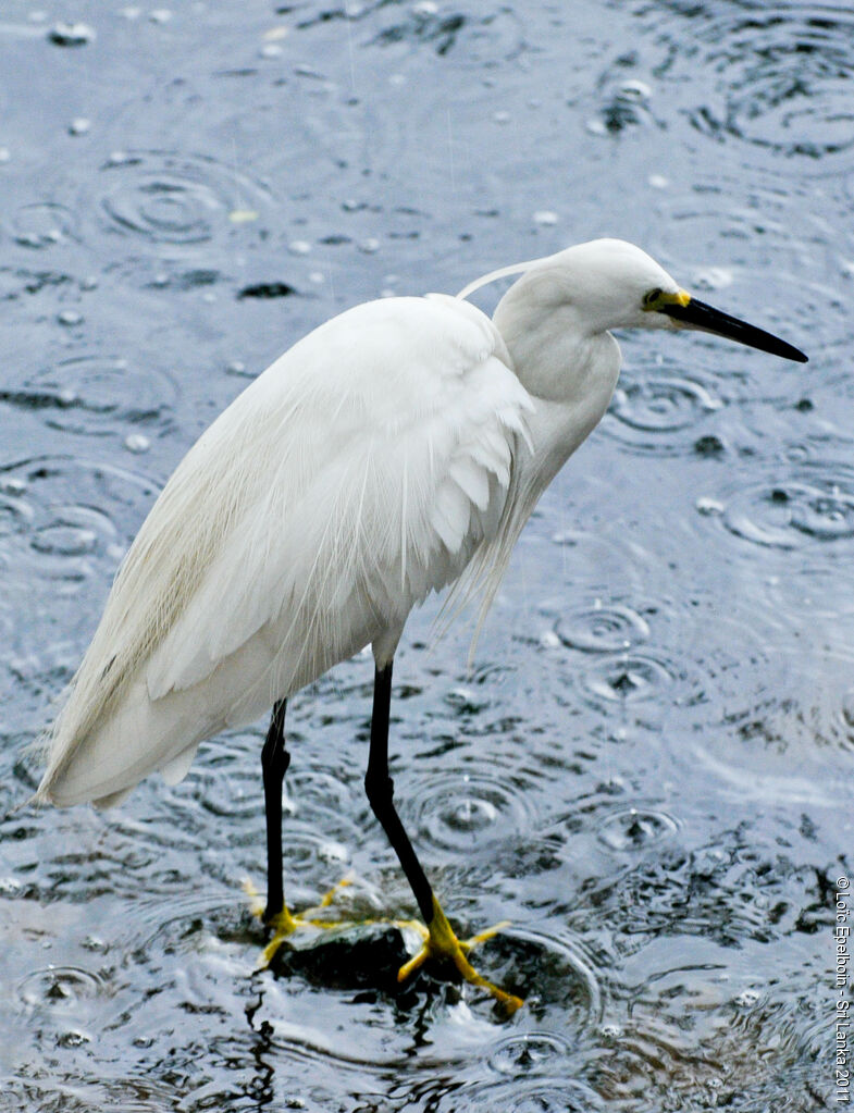 Aigrette garzette