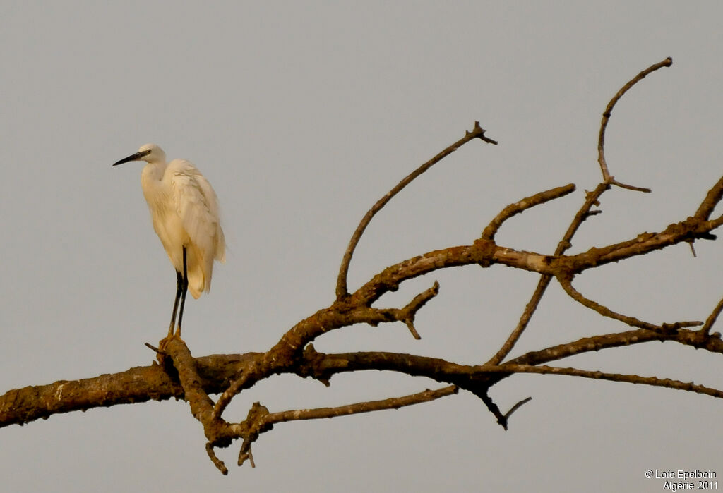 Aigrette garzette