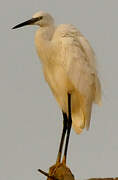 Little Egret