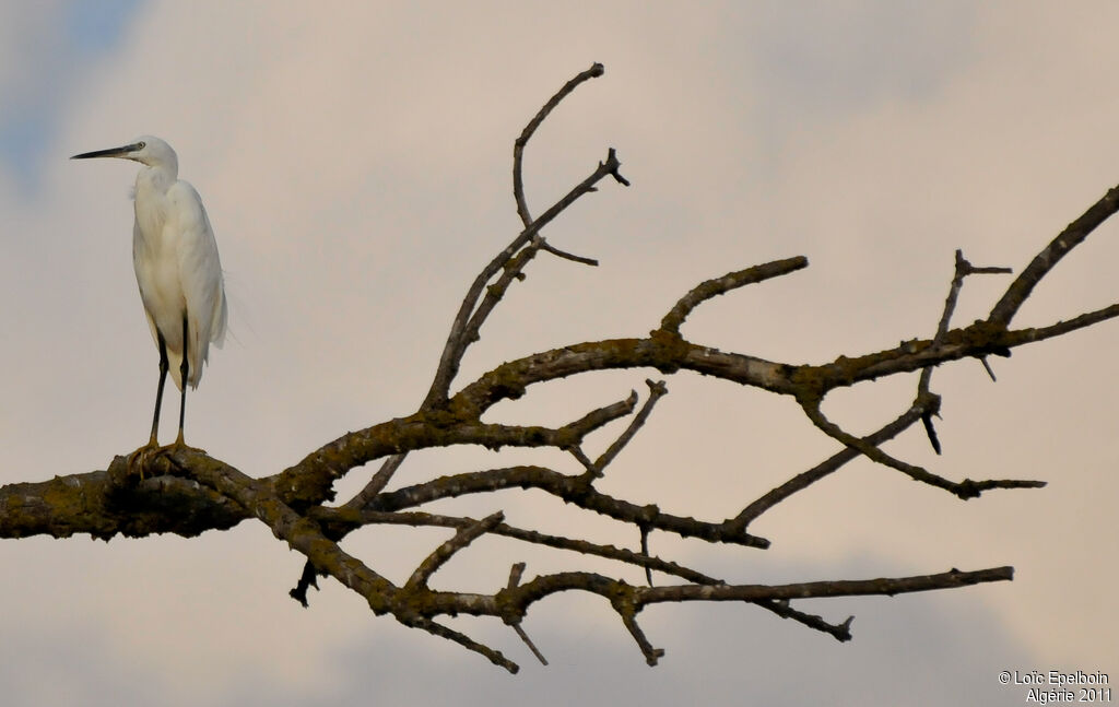 Aigrette garzette