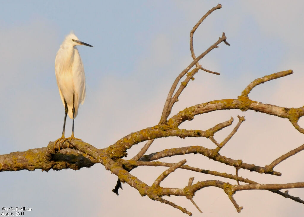 Little Egret