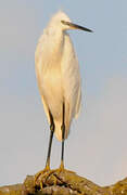 Little Egret