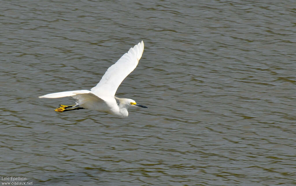 Aigrette neigeuse