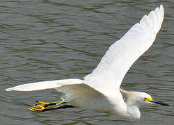 Aigrette neigeuse