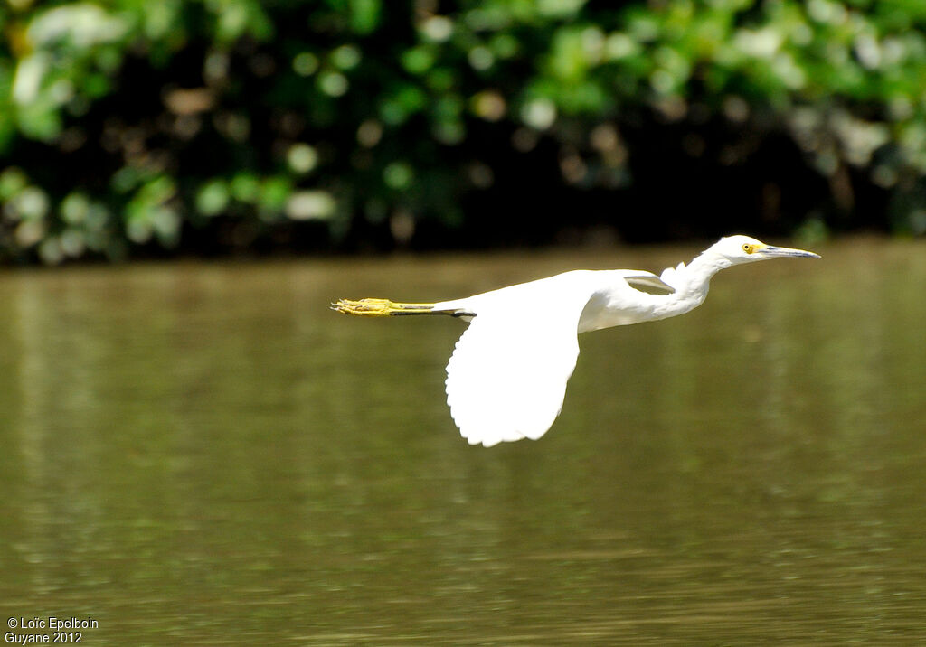 Aigrette neigeuse