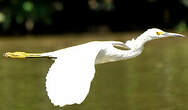 Aigrette neigeuse