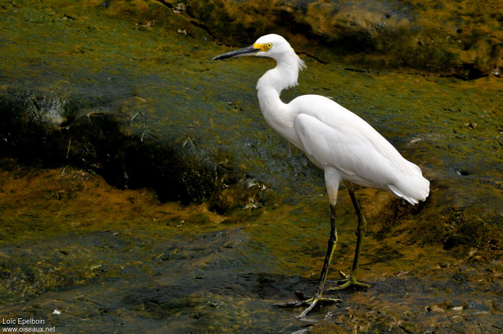 Aigrette neigeuseadulte internuptial, identification