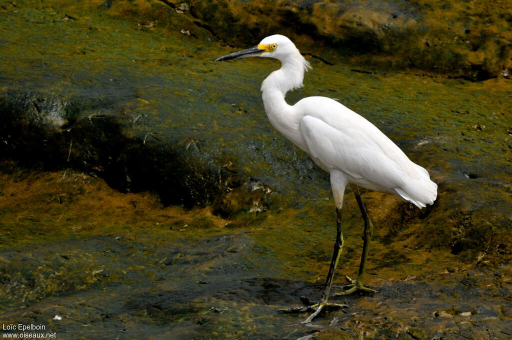 Snowy Egret