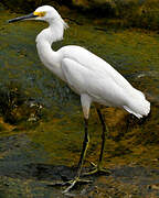 Snowy Egret