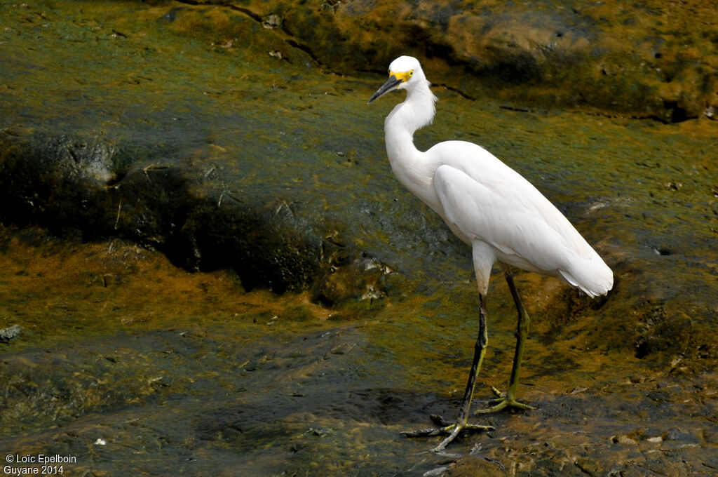 Snowy Egret