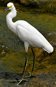 Snowy Egret