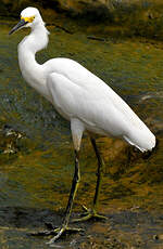 Aigrette neigeuse