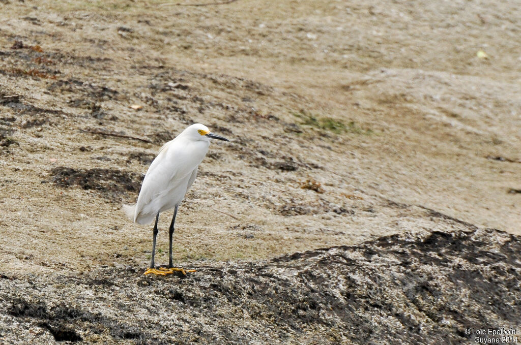 Aigrette neigeuse