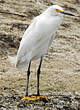 Aigrette neigeuse